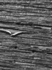 ZZZ.gif (4614 bytes)